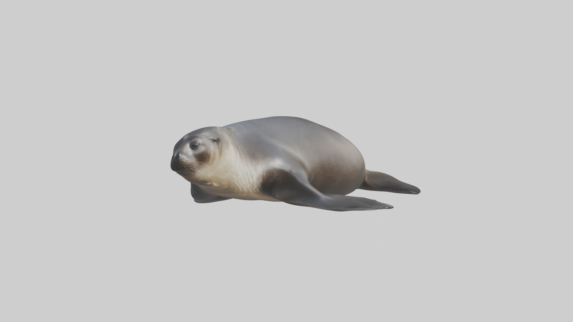 Northern Fur Seal sunbathing model Low-poly 3D model_10