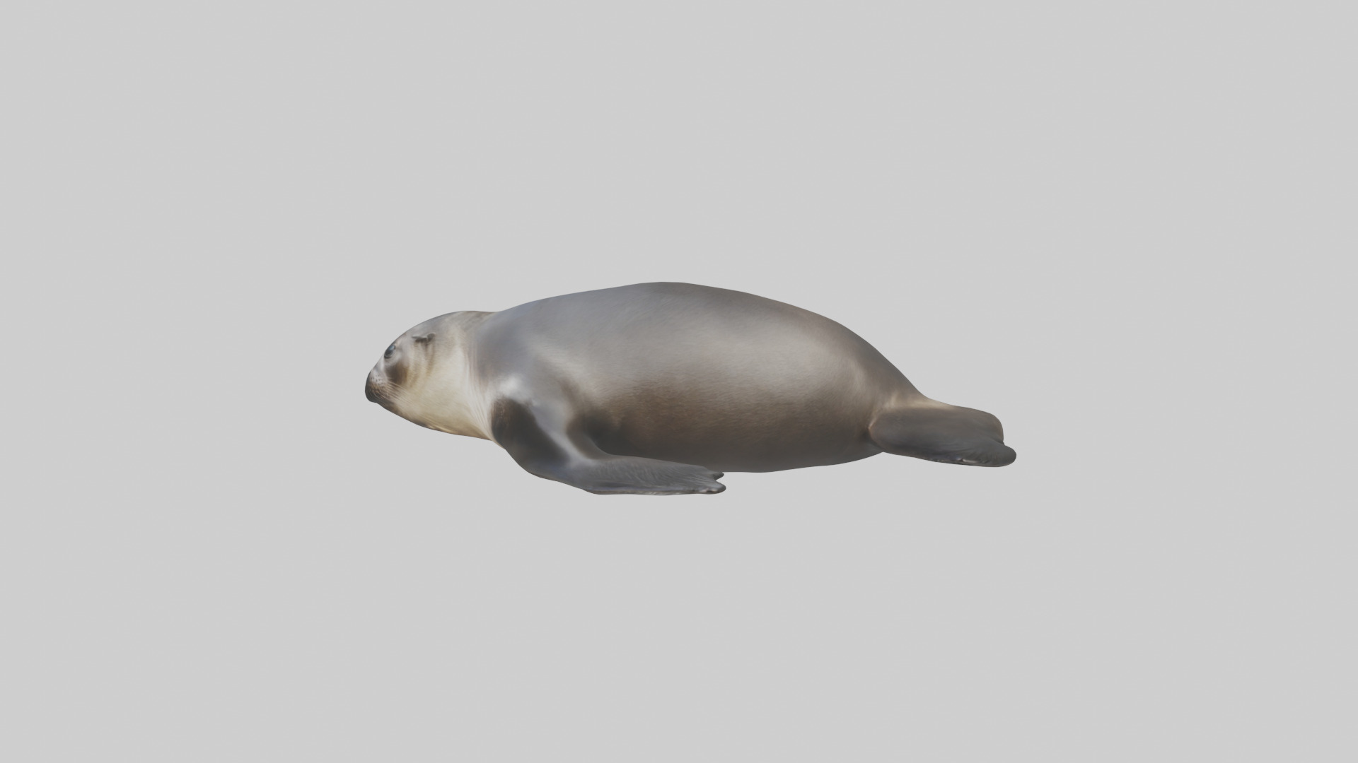 Northern Fur Seal sunbathing model Low-poly 3D model_12