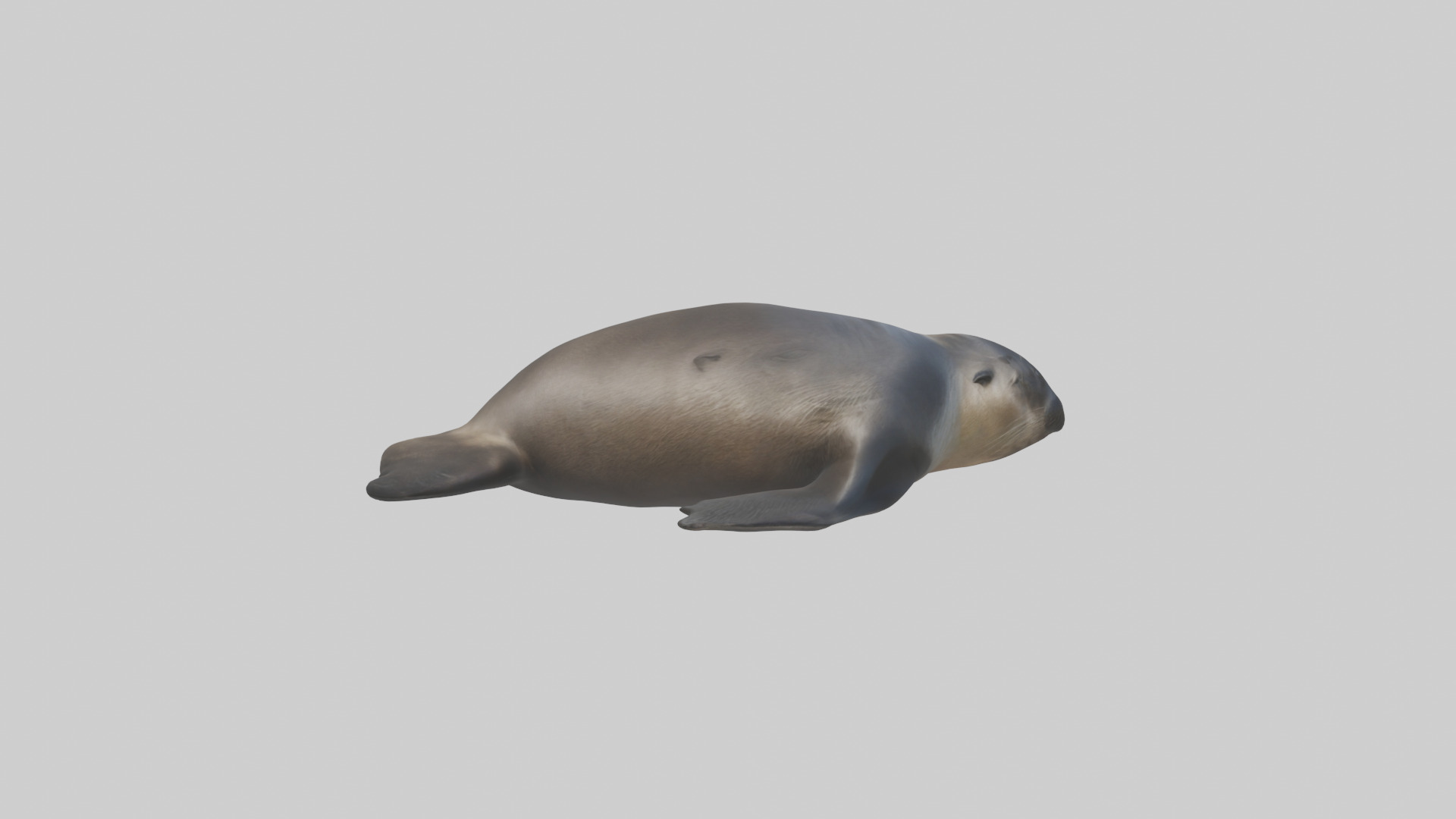 Northern Fur Seal sunbathing model Low-poly 3D model_13