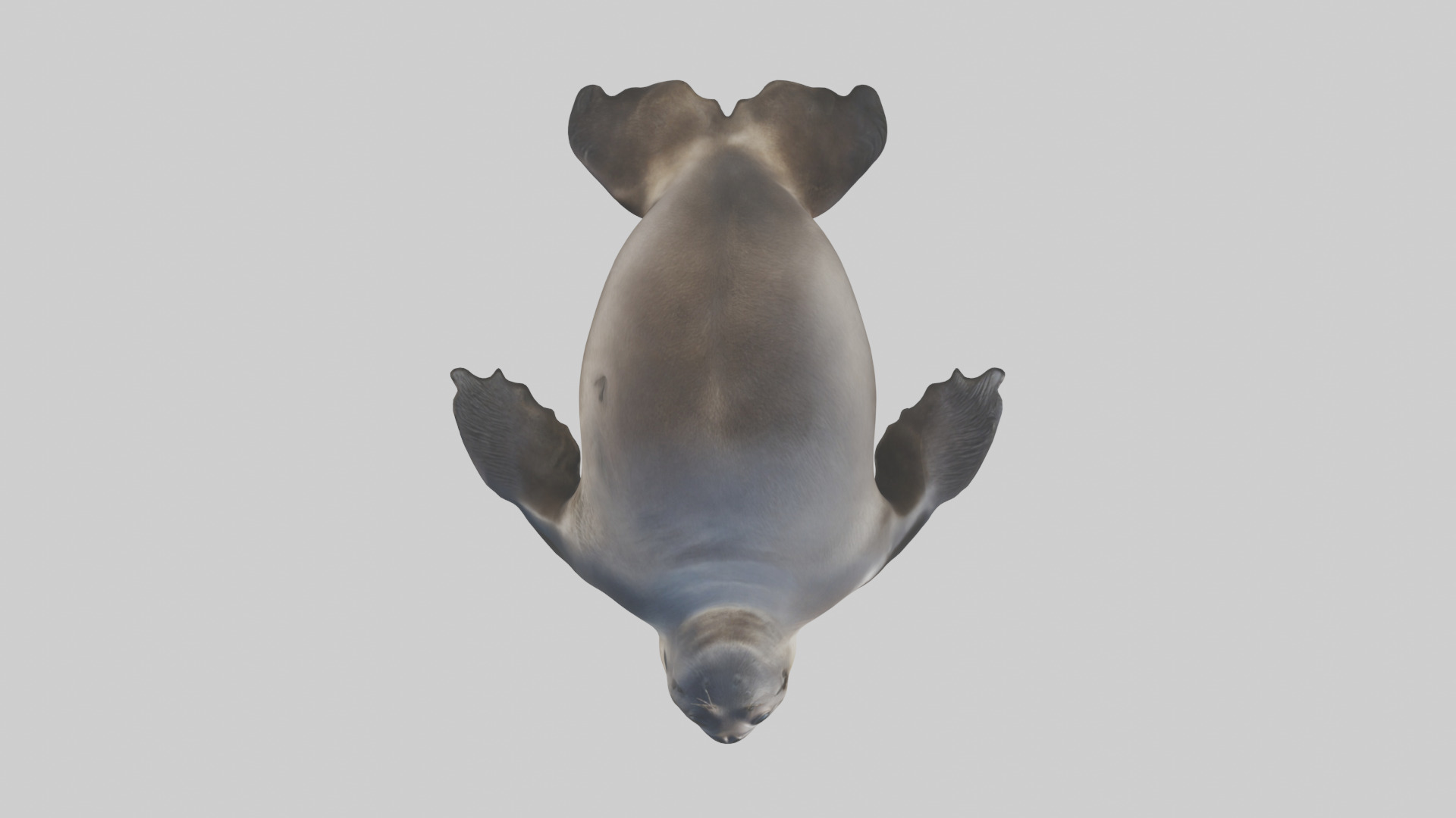 Northern Fur Seal sunbathing model Low-poly 3D model_14