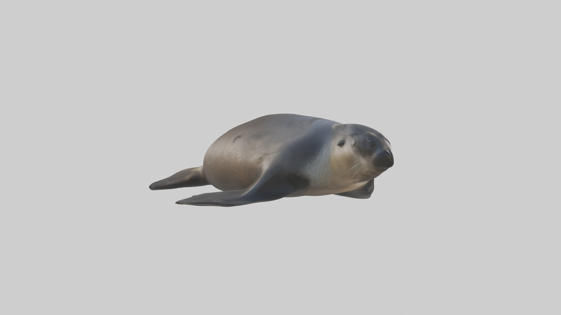 Northern Fur Seal sunbathing model Low-poly 3D model_7