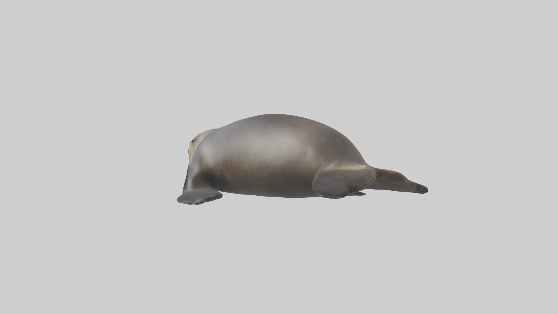 Northern Fur Seal sunbathing model Low-poly 3D model_1