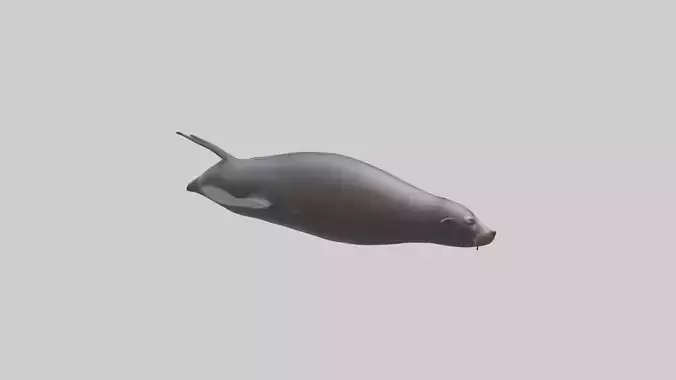Northern Fur Seal swimming model 2