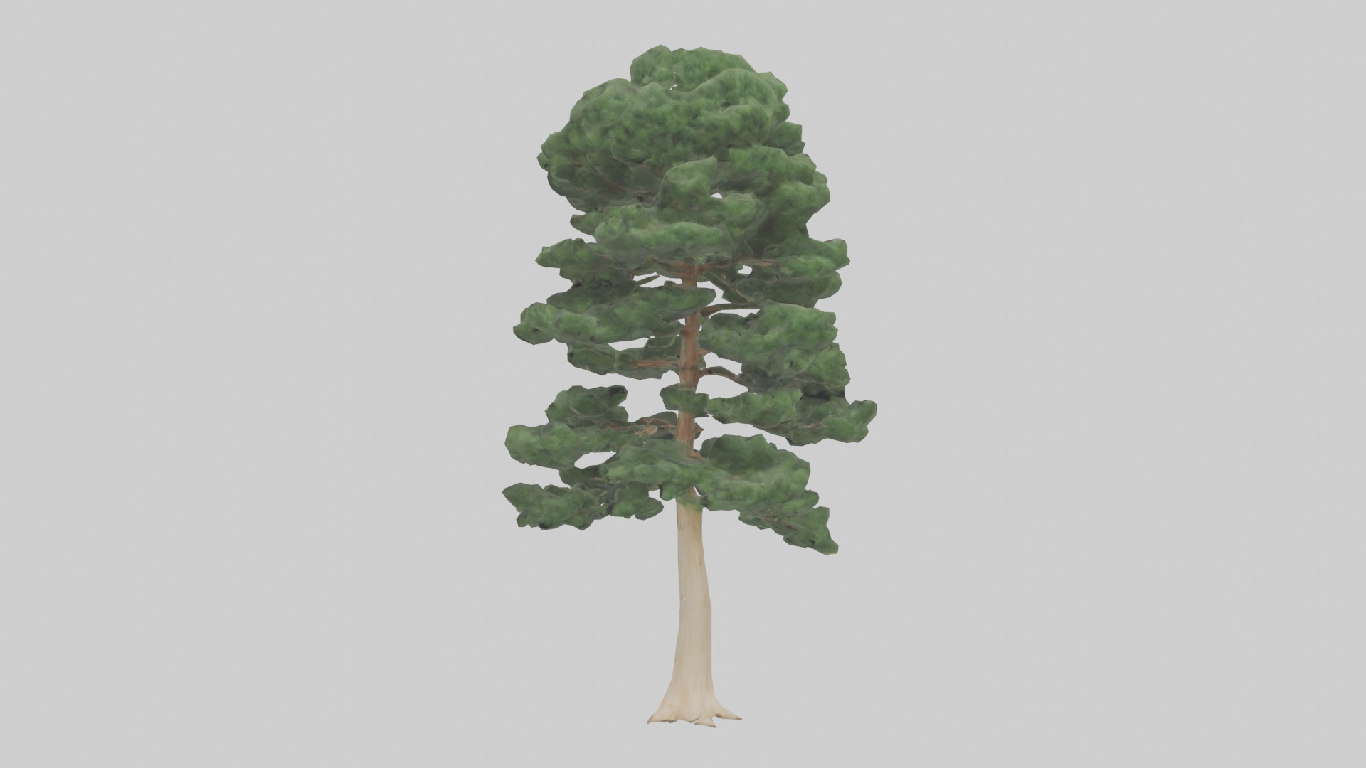 Northern White Cedar tree model Low-poly 3D model_1