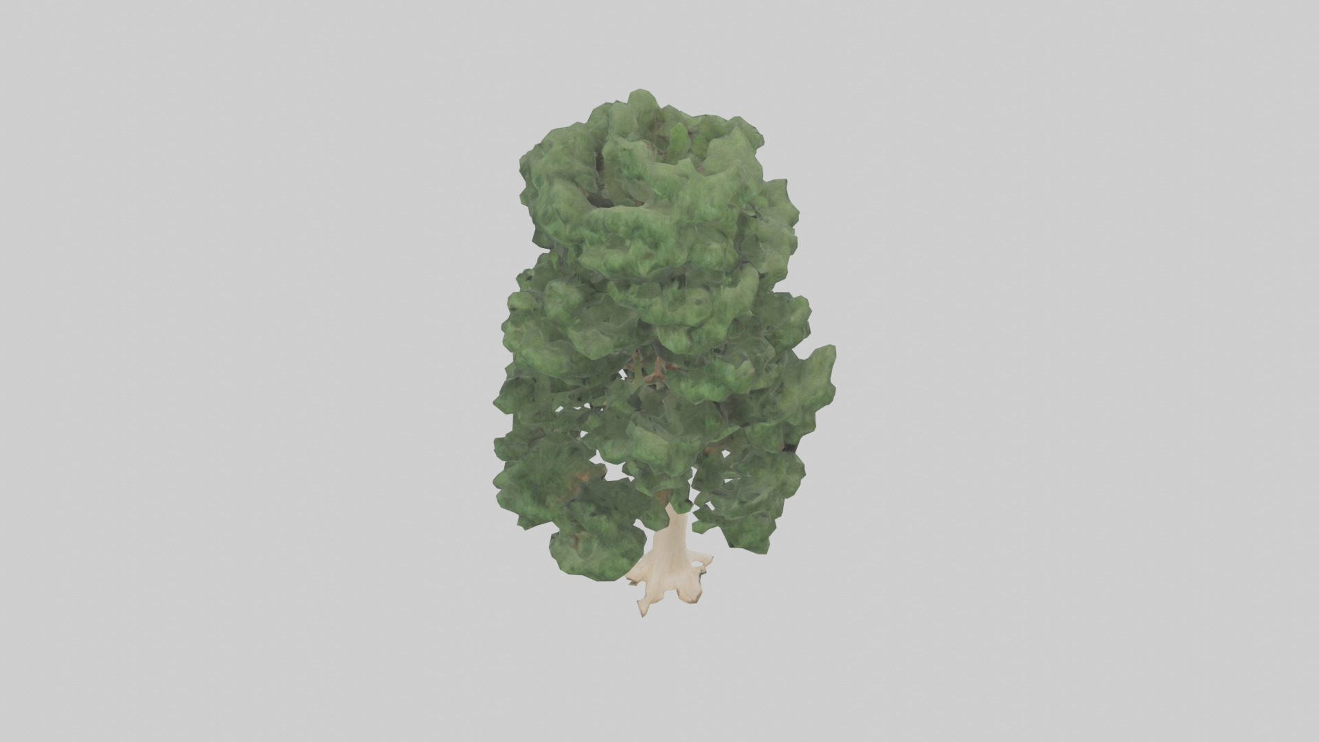 Northern White Cedar tree model Low-poly 3D model_15