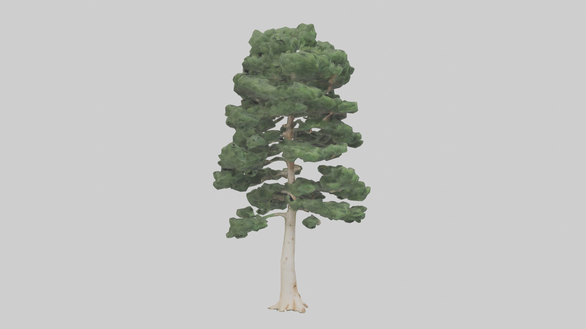 Northern White Cedar tree model Low-poly 3D model_7