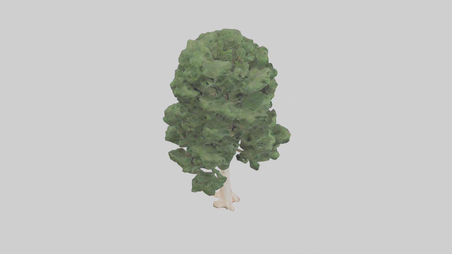 Northern White Cedar tree model Low-poly 3D model_18