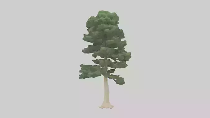Northern White Cedar tree model Low-poly 3D model
