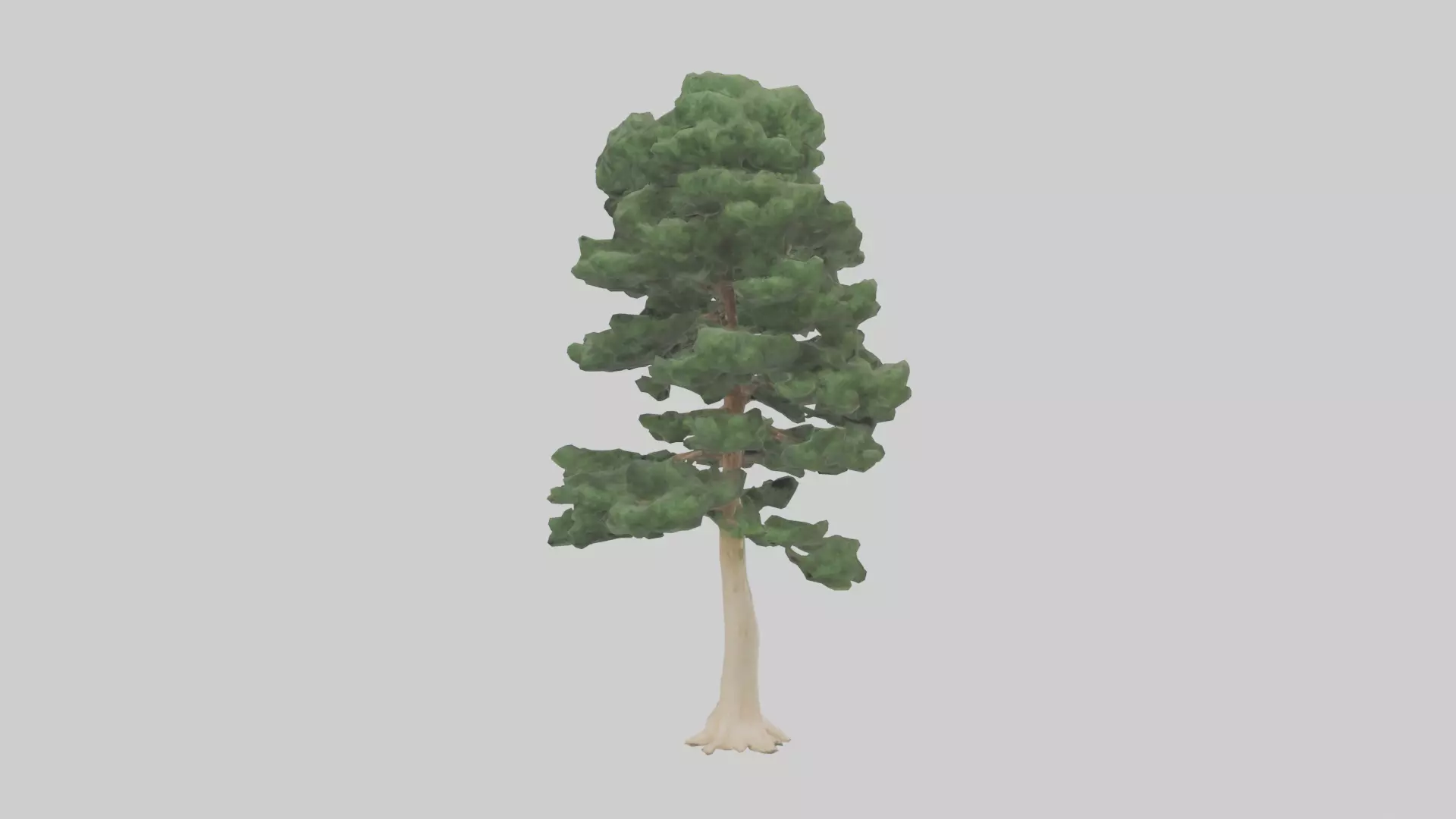 Northern White Cedar tree model Low-poly 3D model_0
