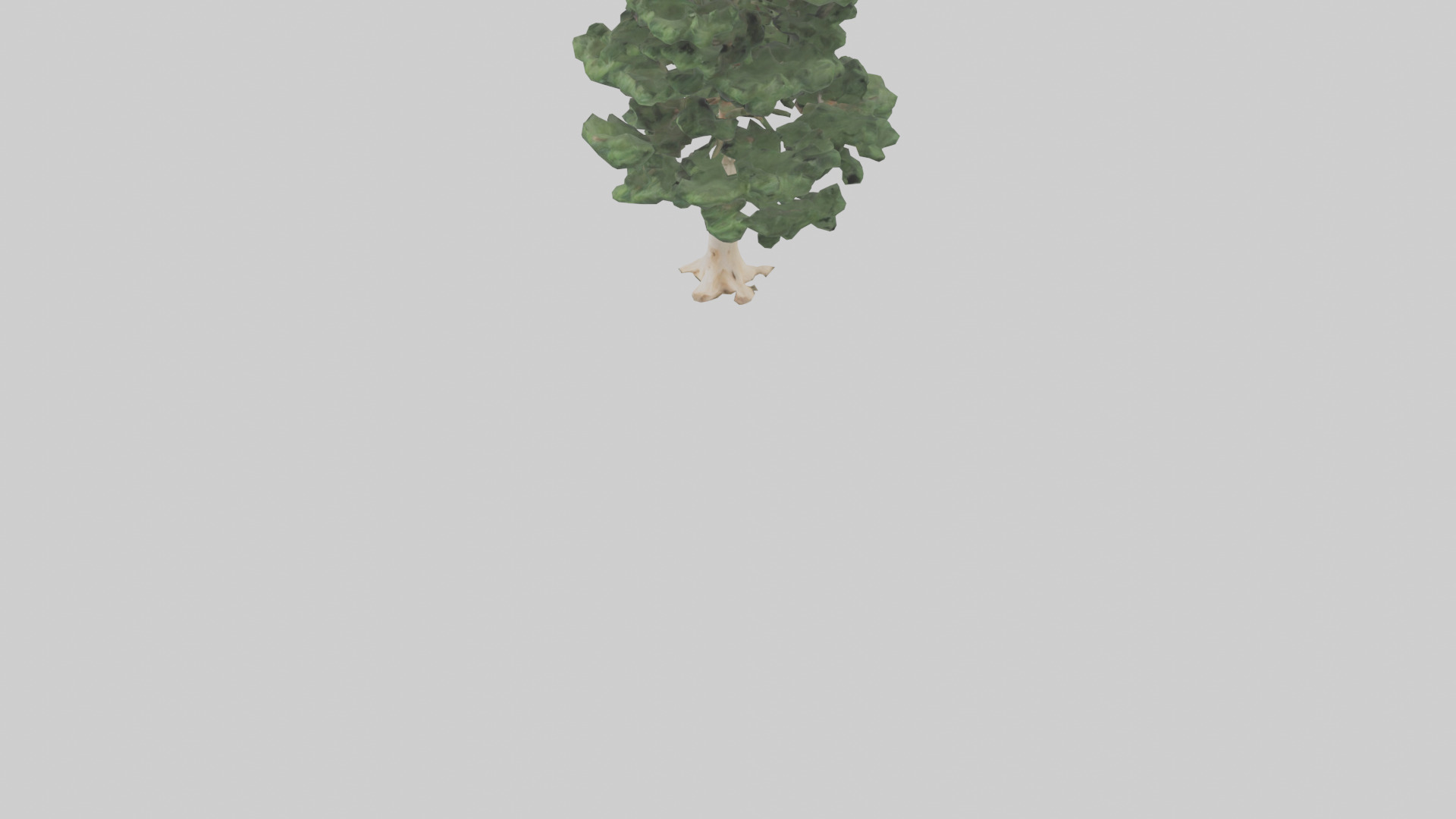 Northern White Cedar tree model Low-poly 3D model_5
