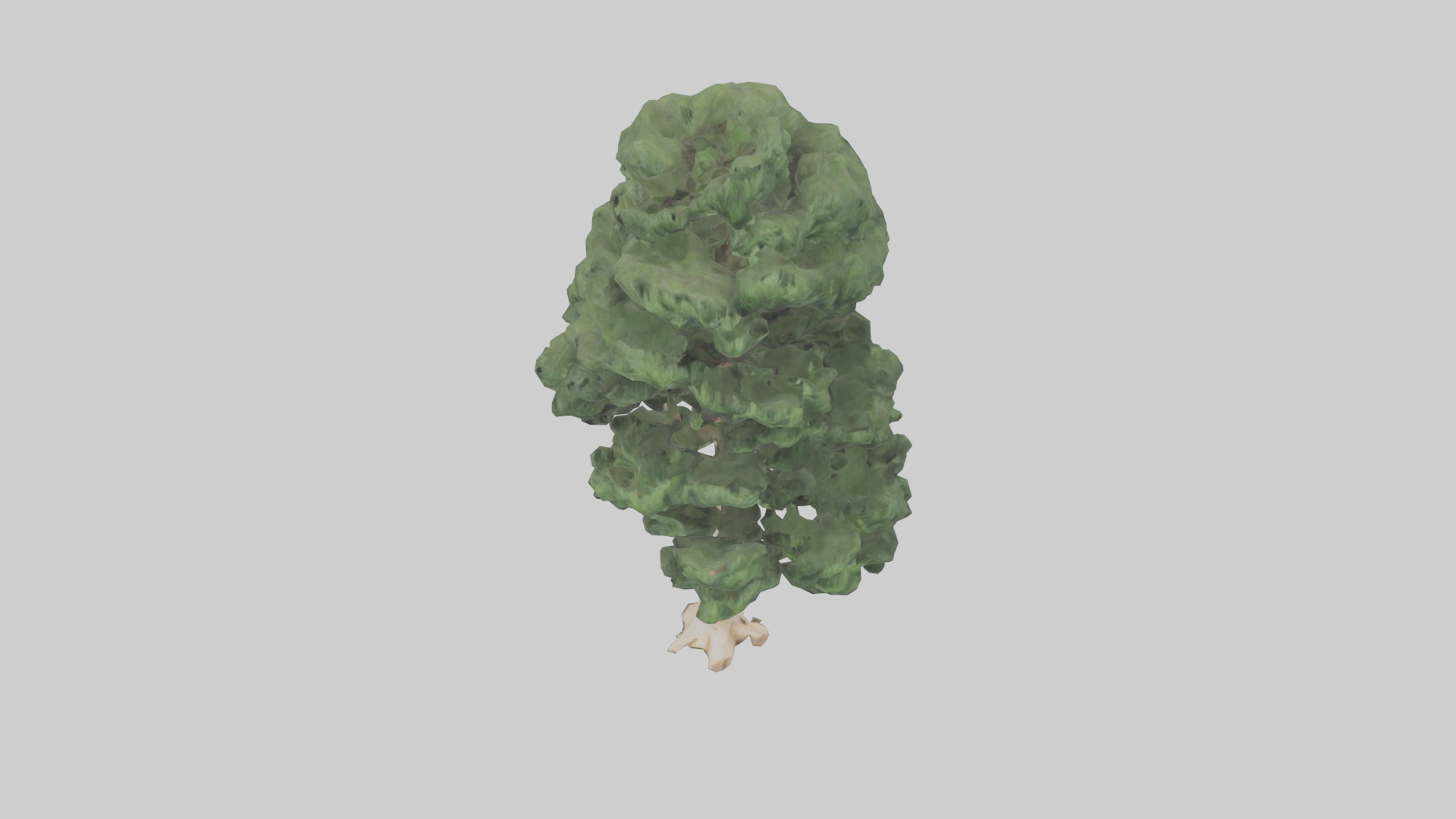Northern White Cedar tree model Low-poly 3D model_16