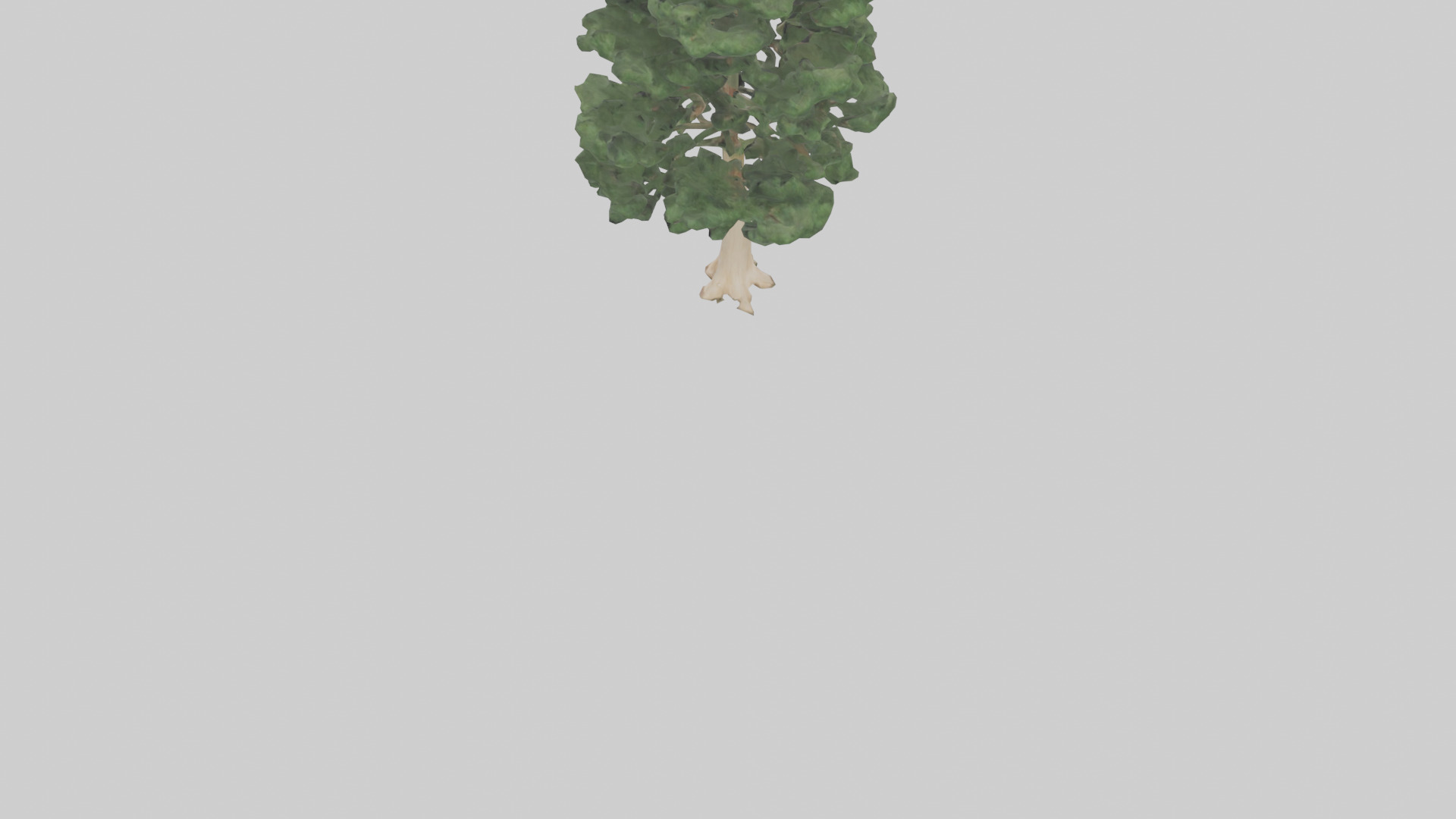 Northern White Cedar tree model Low-poly 3D model_3