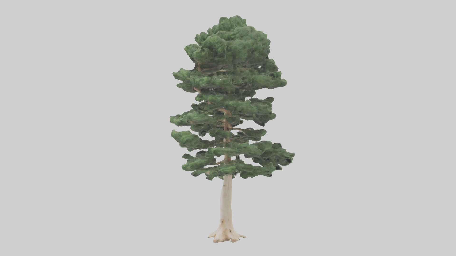 Northern White Cedar tree model Low-poly 3D model_8