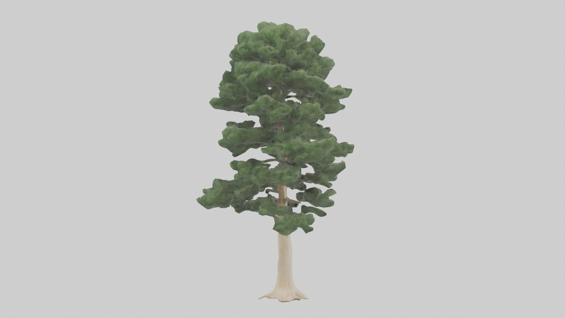 Northern White Cedar tree model Low-poly 3D model_2
