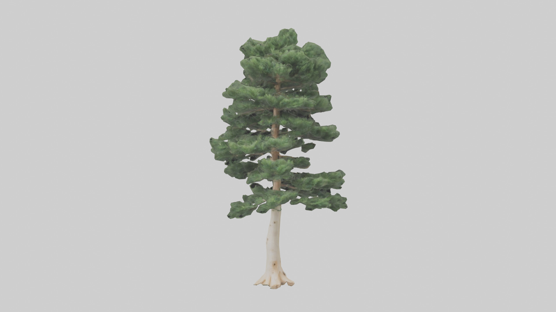 Northern White Cedar tree model Low-poly 3D model_9