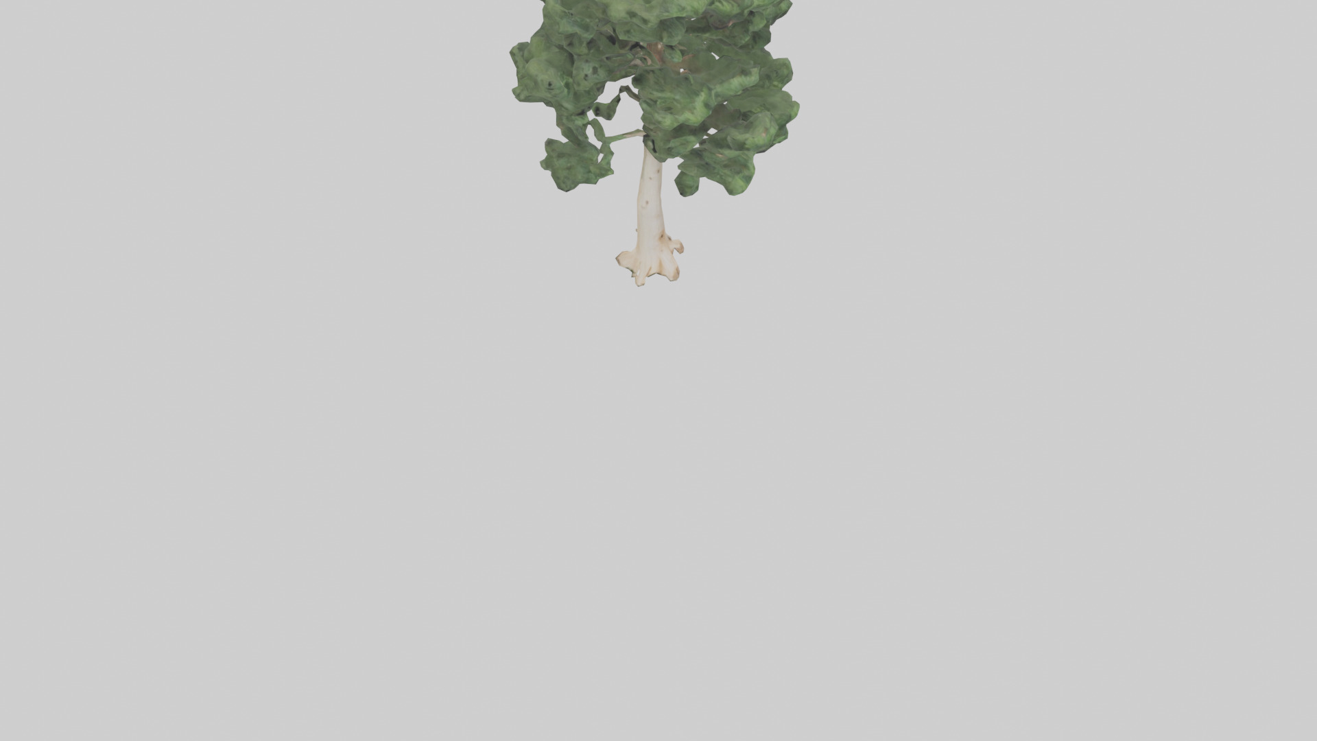 Northern White Cedar tree model Low-poly 3D model_6