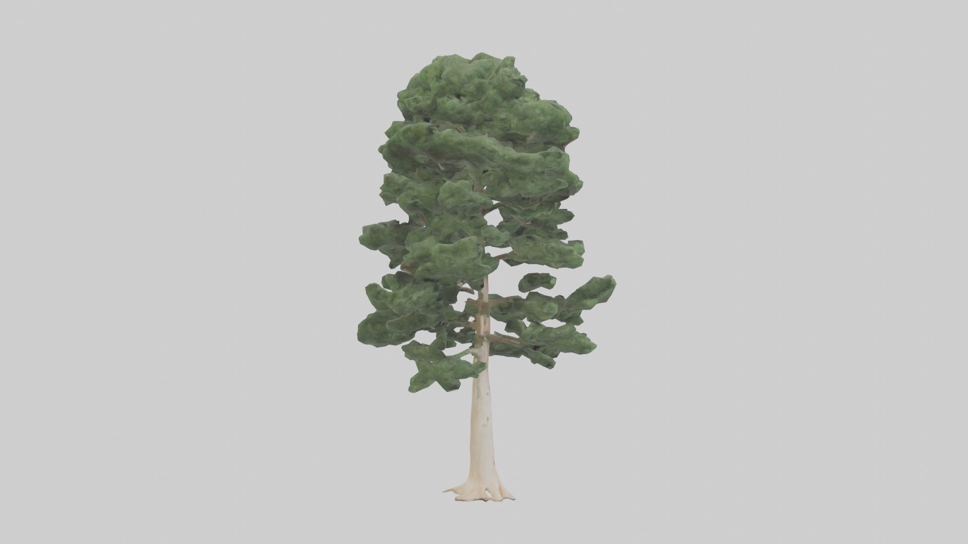Northern White Cedar tree model Low-poly 3D model_13