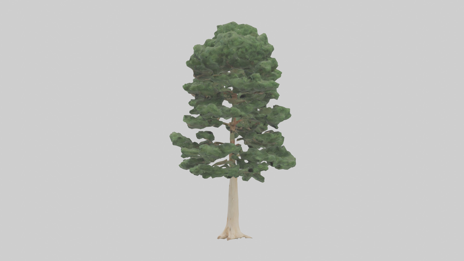 Northern White Cedar tree model Low-poly 3D model_12