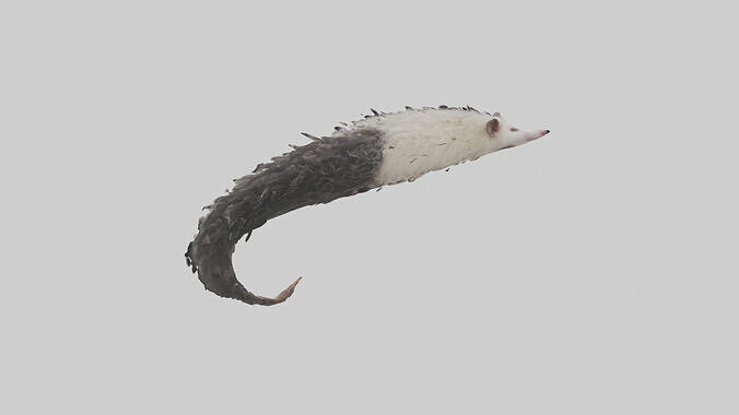 Opossum Tail Model 3D model