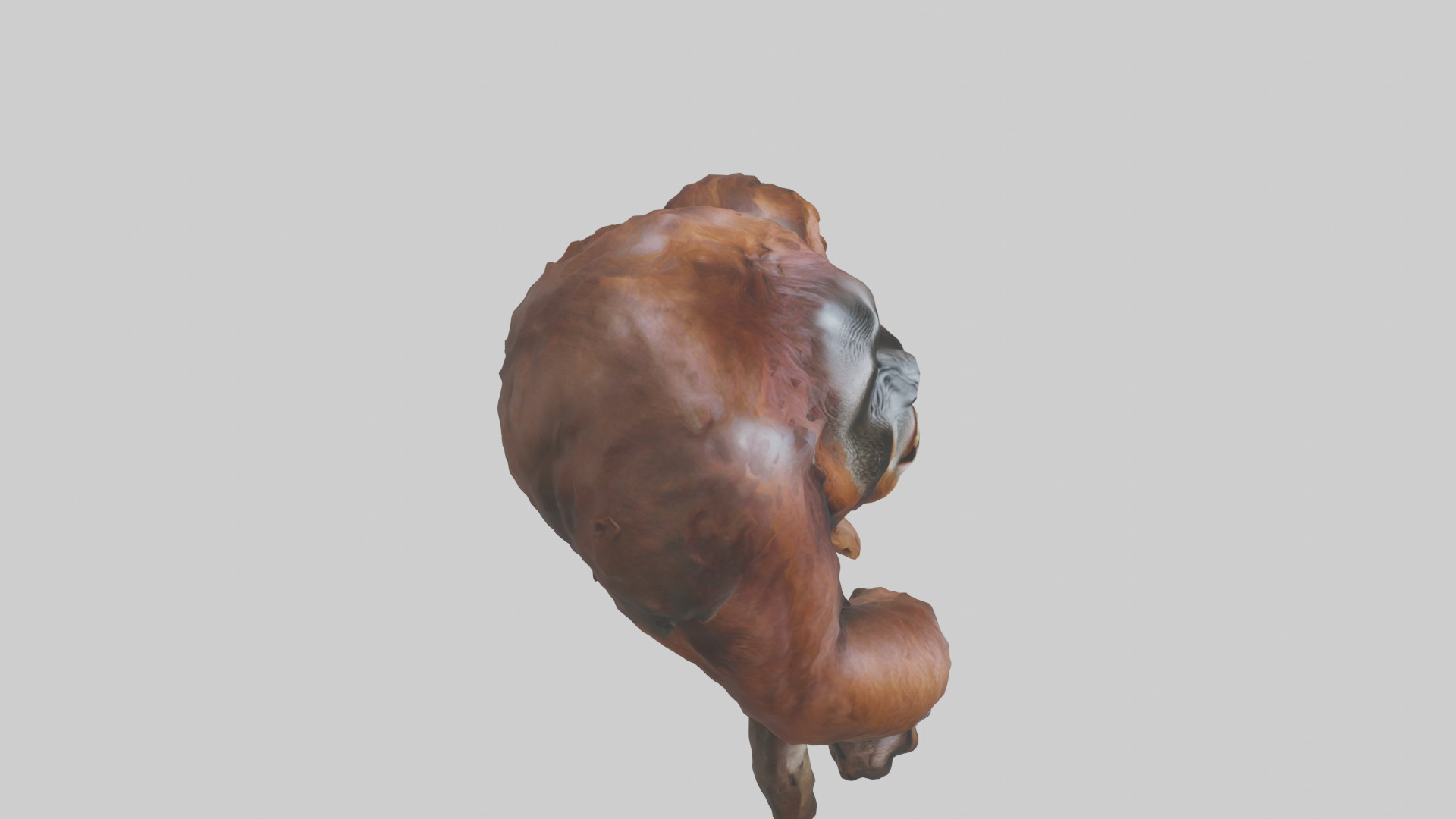 Orangutan grooming model 3D model_18