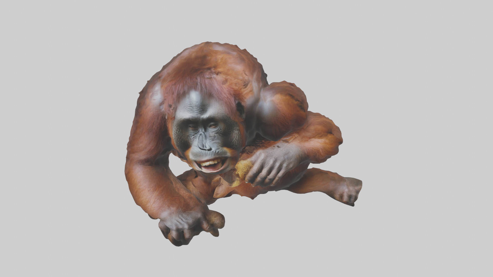 Orangutan grooming model 3D model_16