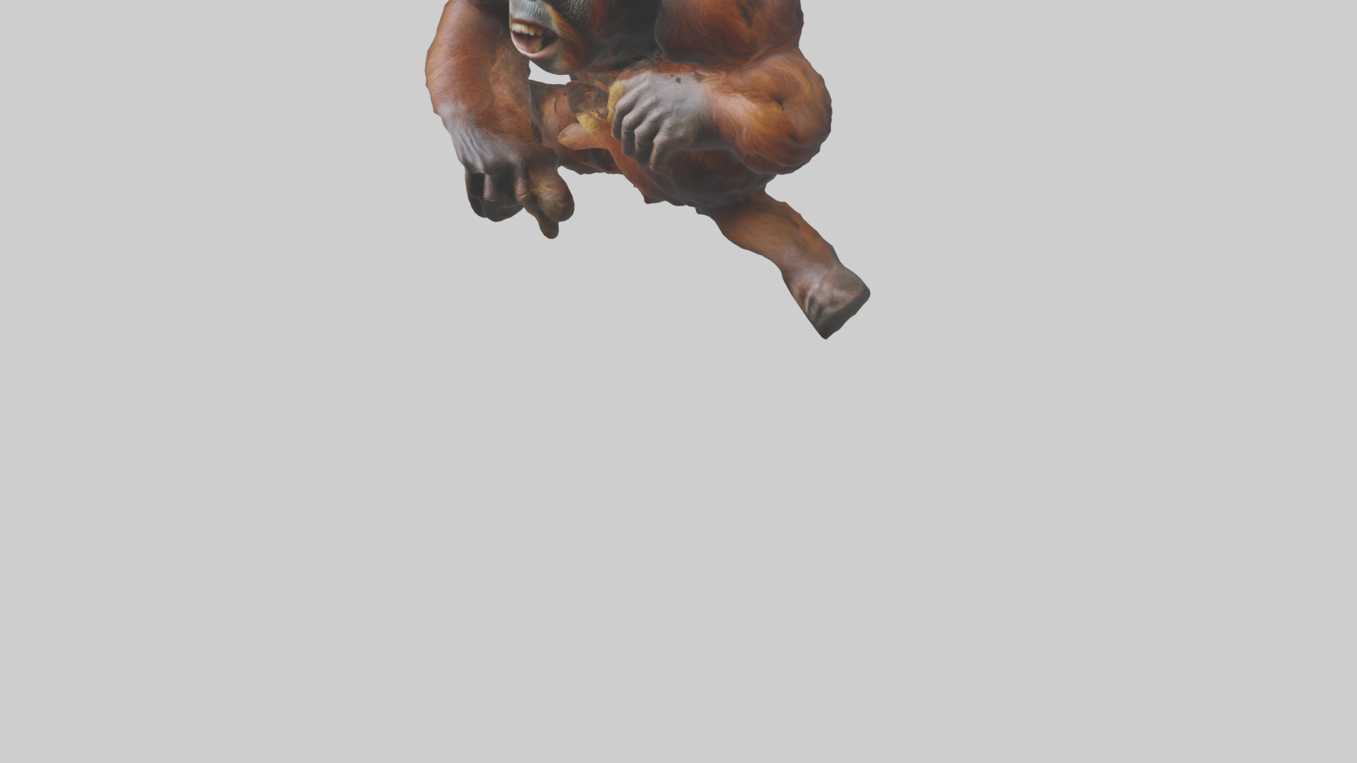 Orangutan grooming model 3D model_5