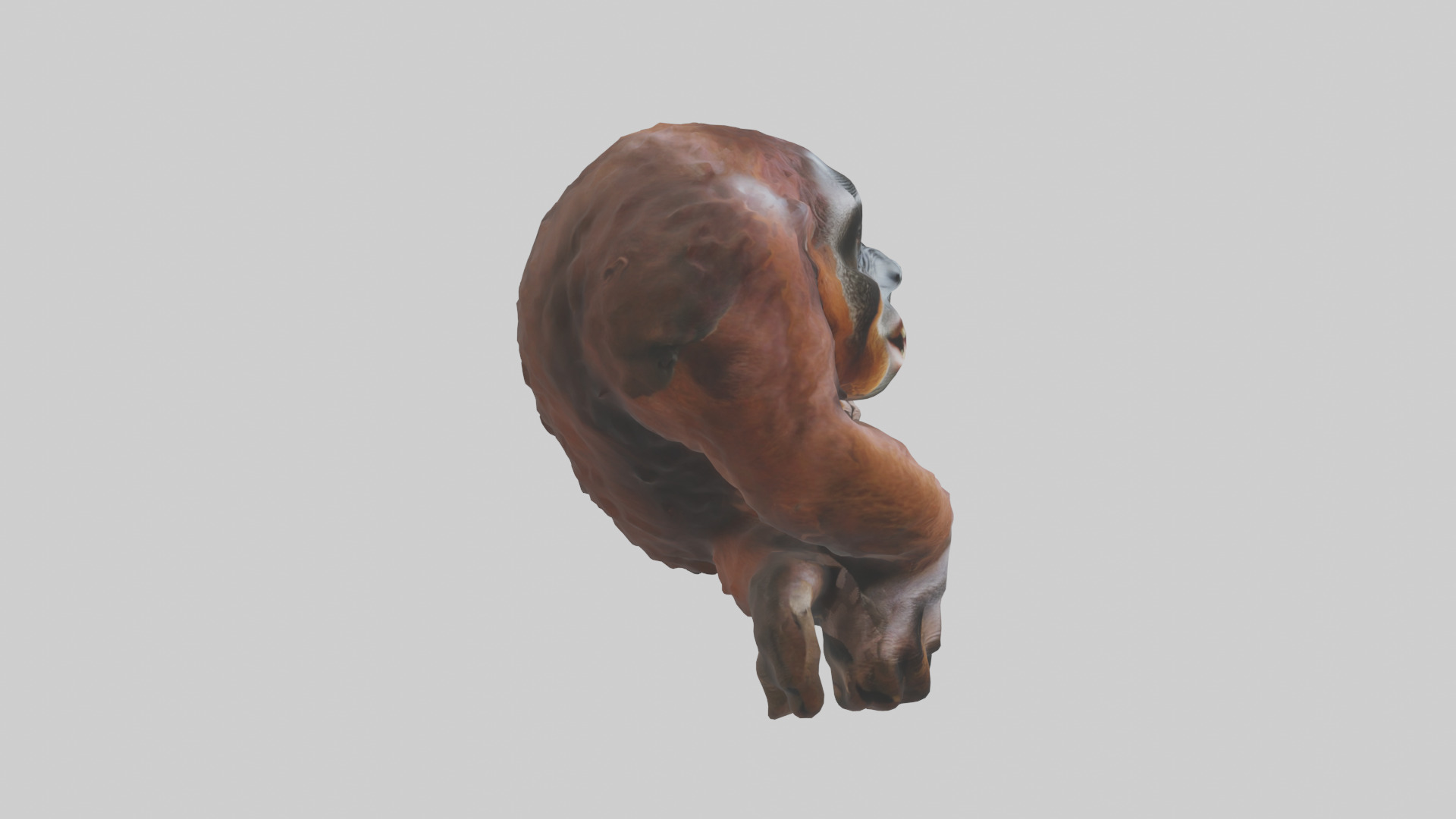 Orangutan grooming model 3D model_13