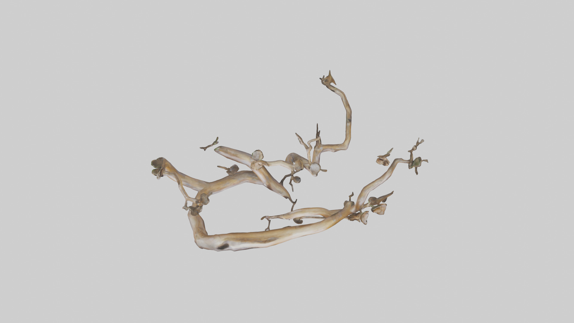 Organic Flow Branch Sculpture model 3D model_14
