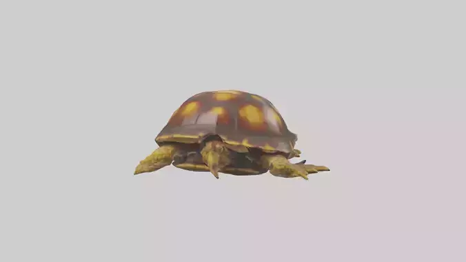 Ornate Box Turtle resting model