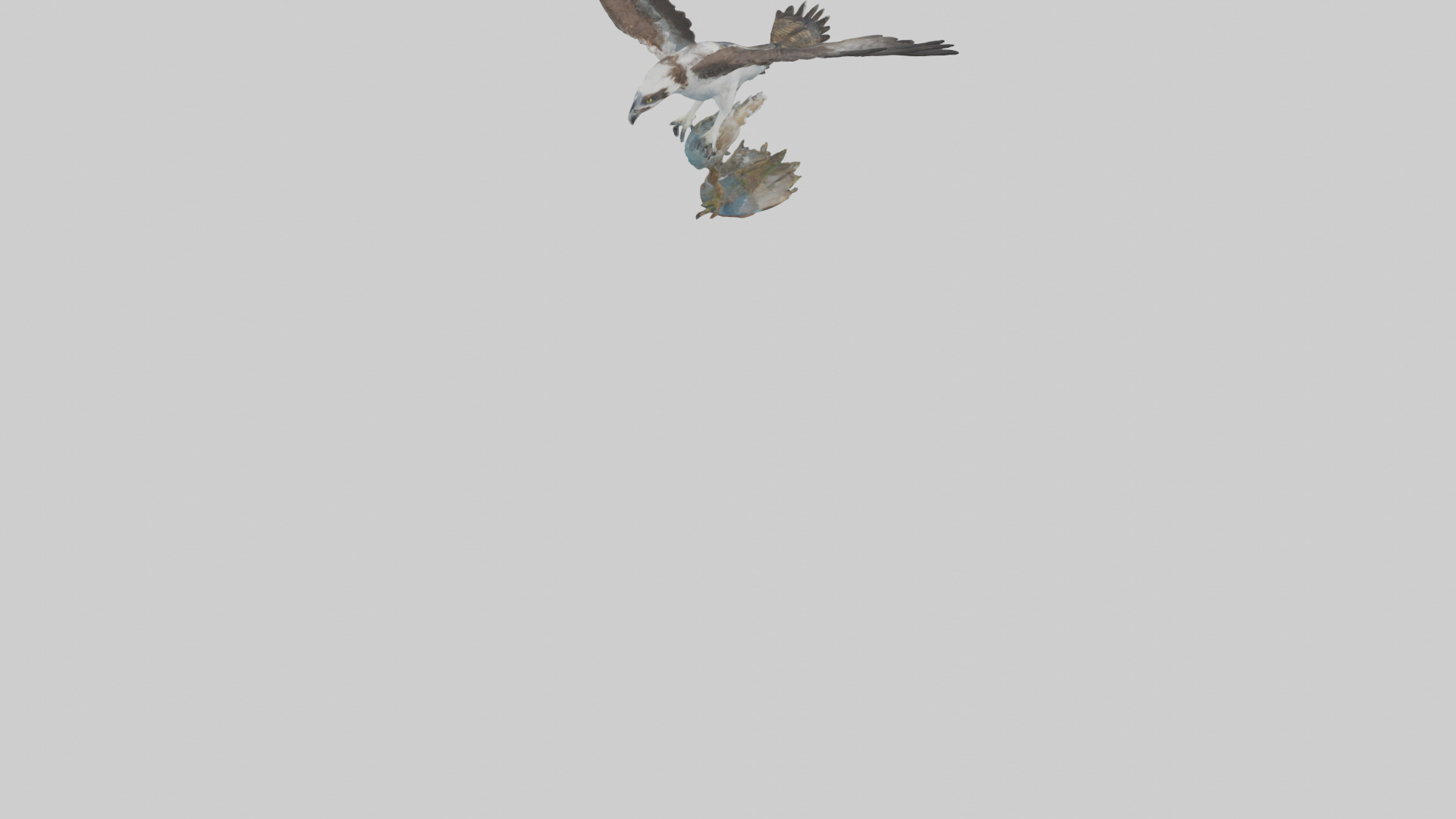 Osprey catching fish model 3D model_4
