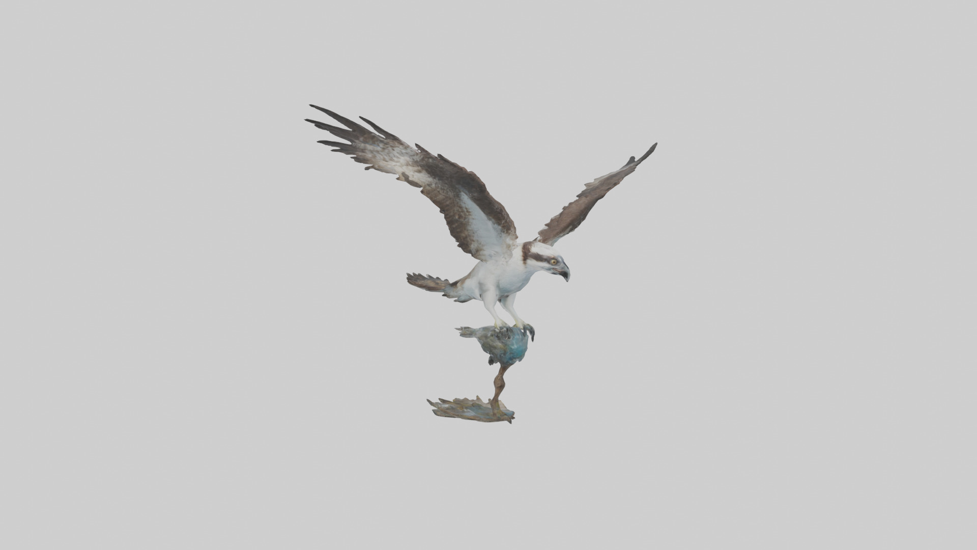 Osprey catching fish model 3D model_1