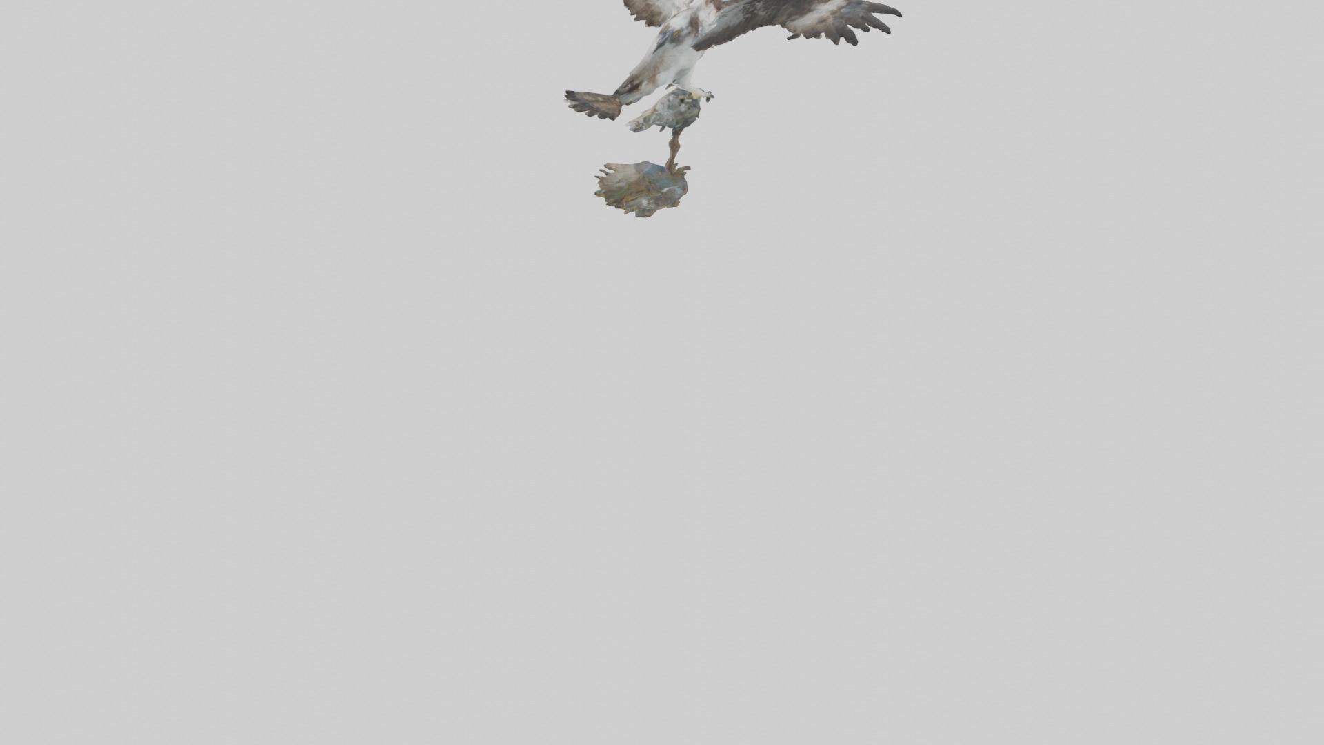 Osprey catching fish model 3D model_5