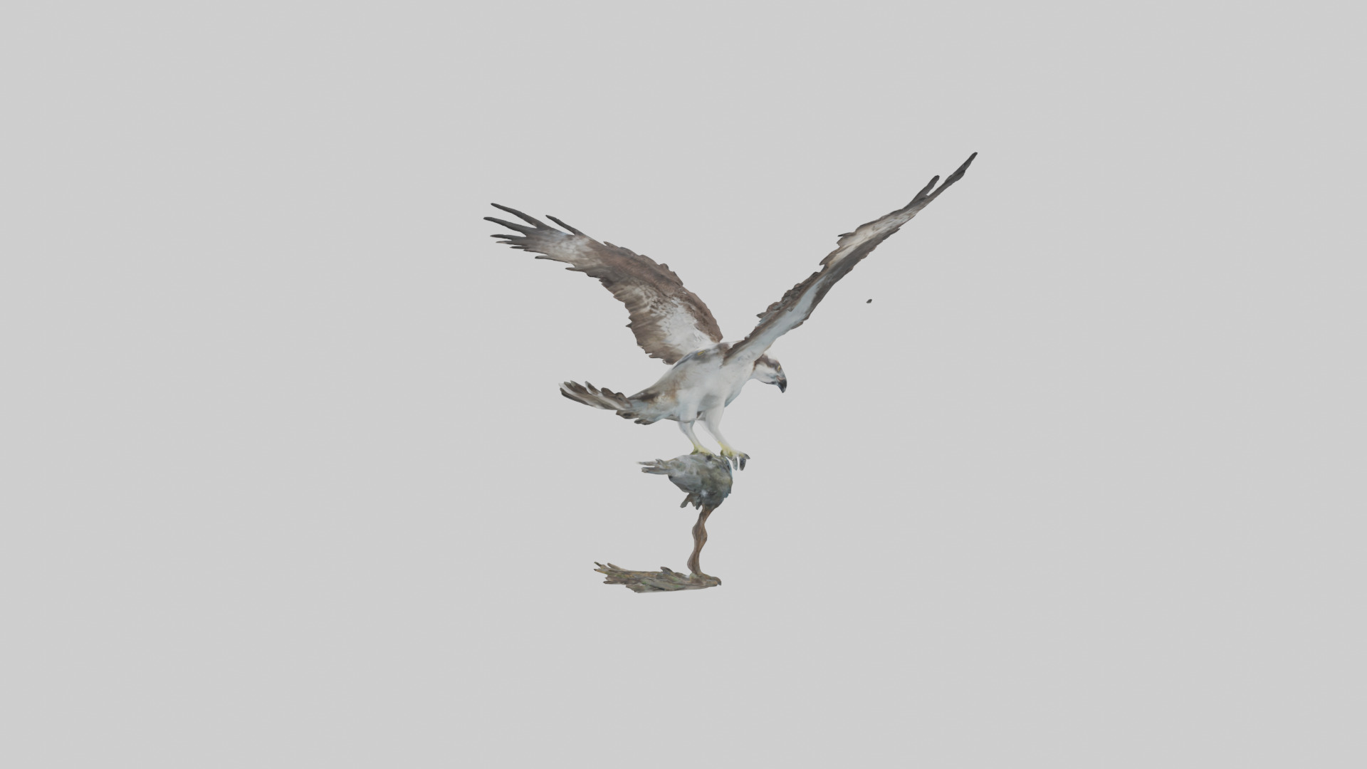 Osprey catching fish model 3D model_10