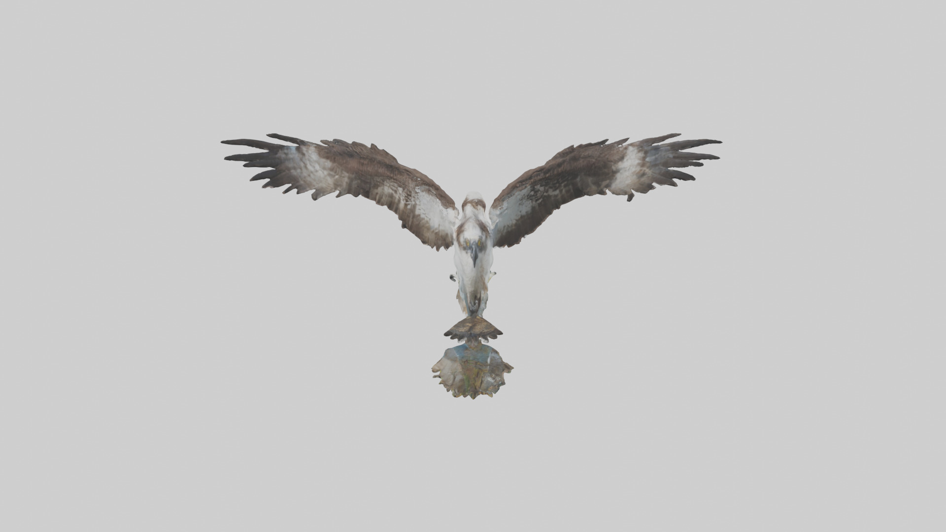 Osprey catching fish model 3D model_16