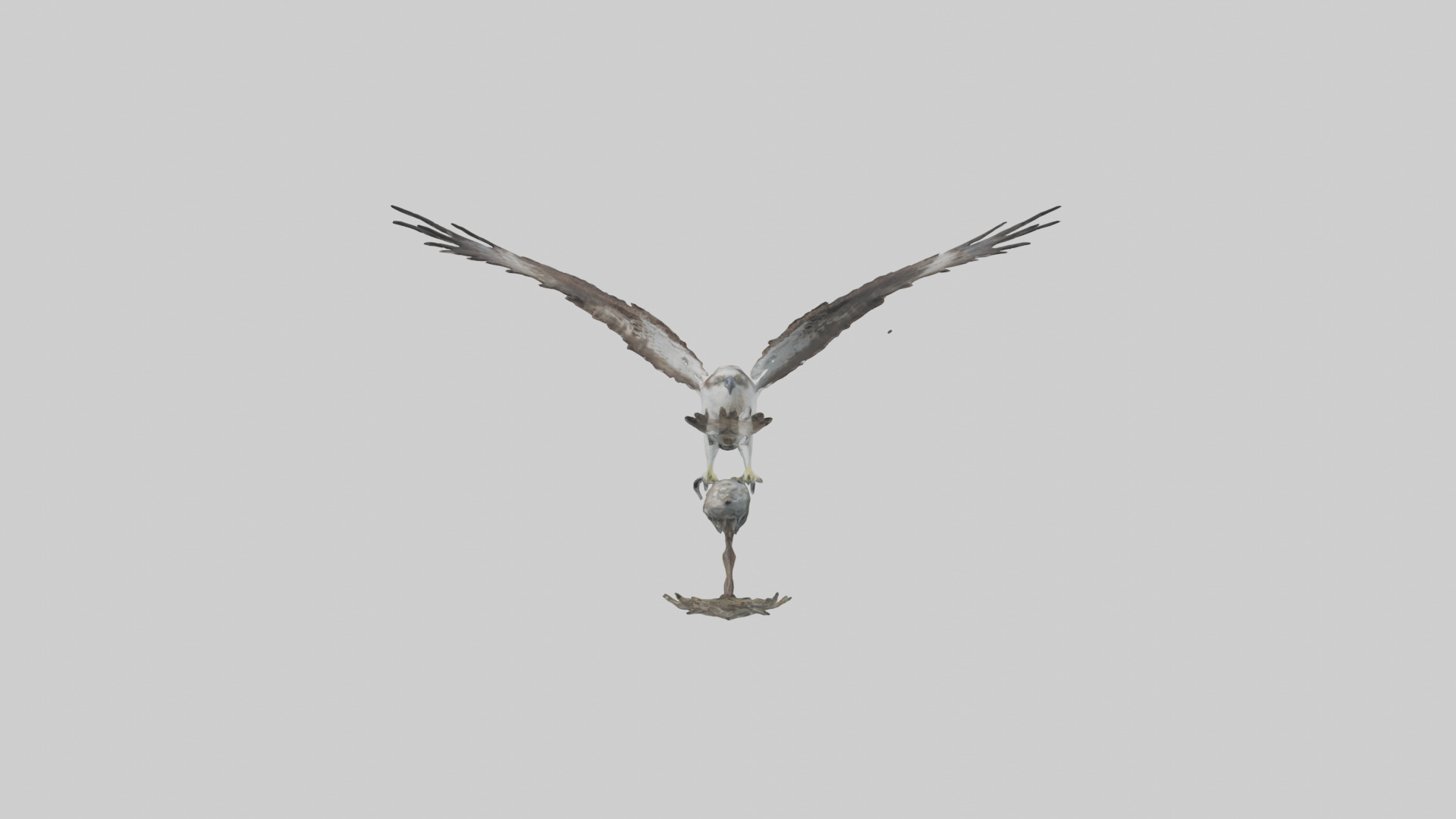 Osprey catching fish model 3D model_9