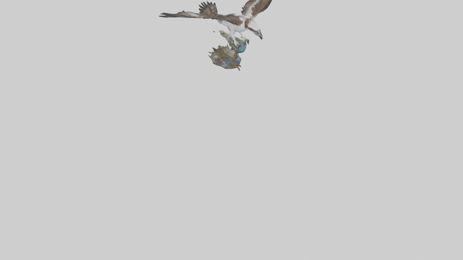 Osprey catching fish model 3D model_3