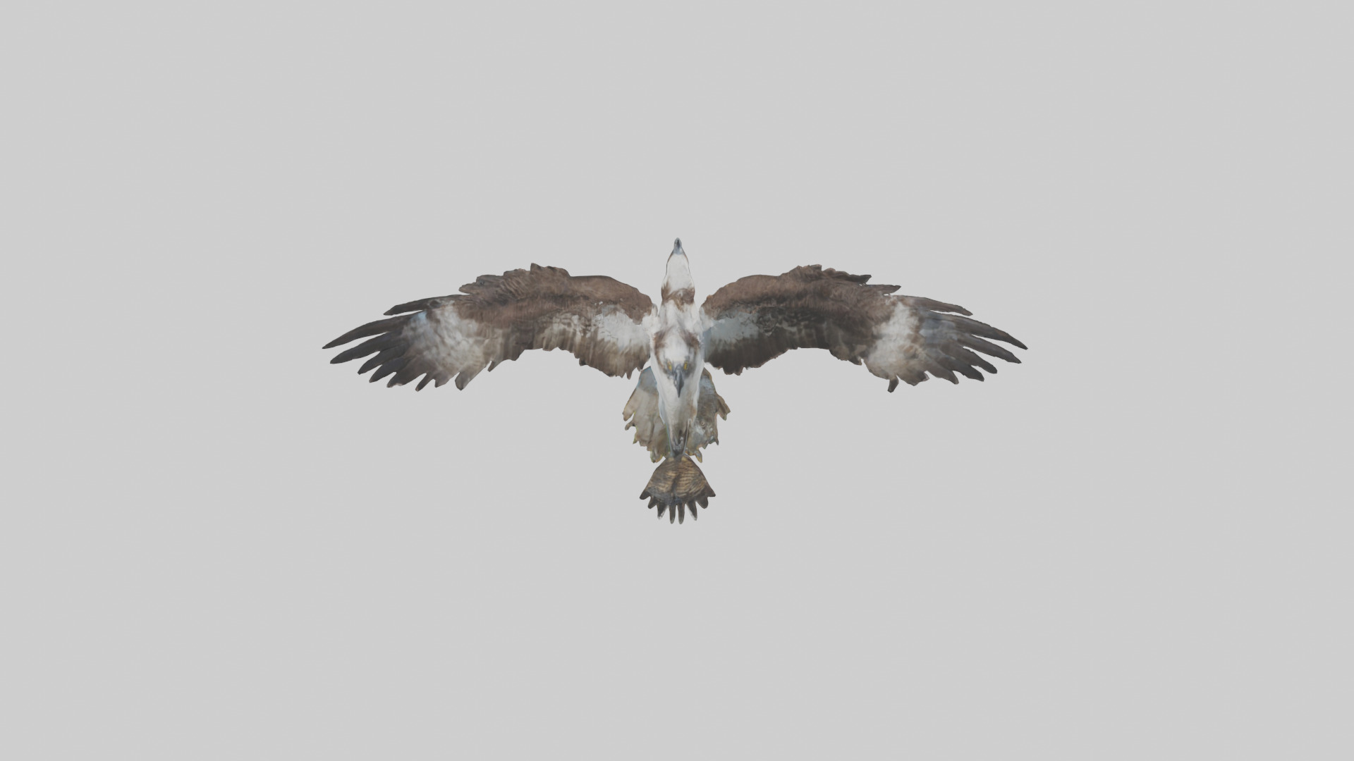 Osprey catching fish model 3D model_14