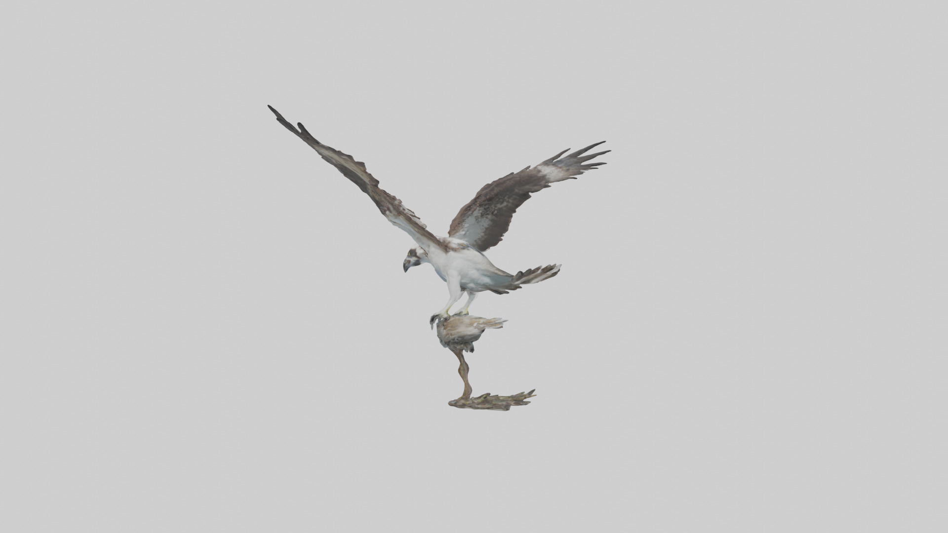 Osprey catching fish model 3D model_7