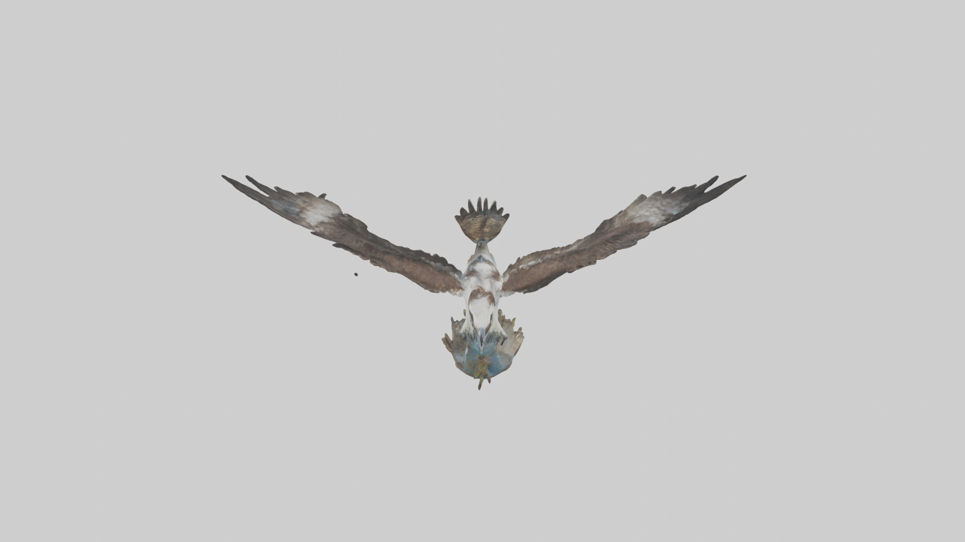 Osprey catching fish model 3D model_15