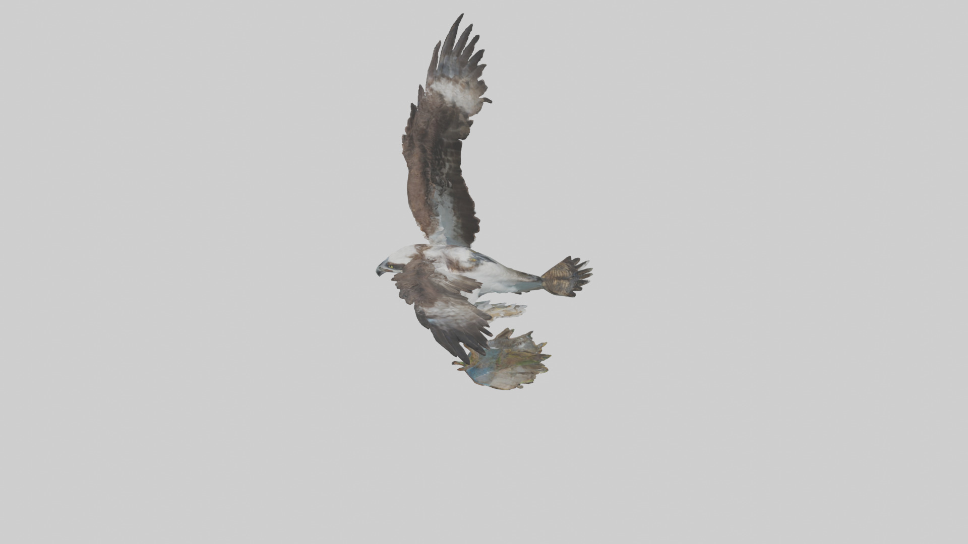 Osprey catching fish model 3D model_18