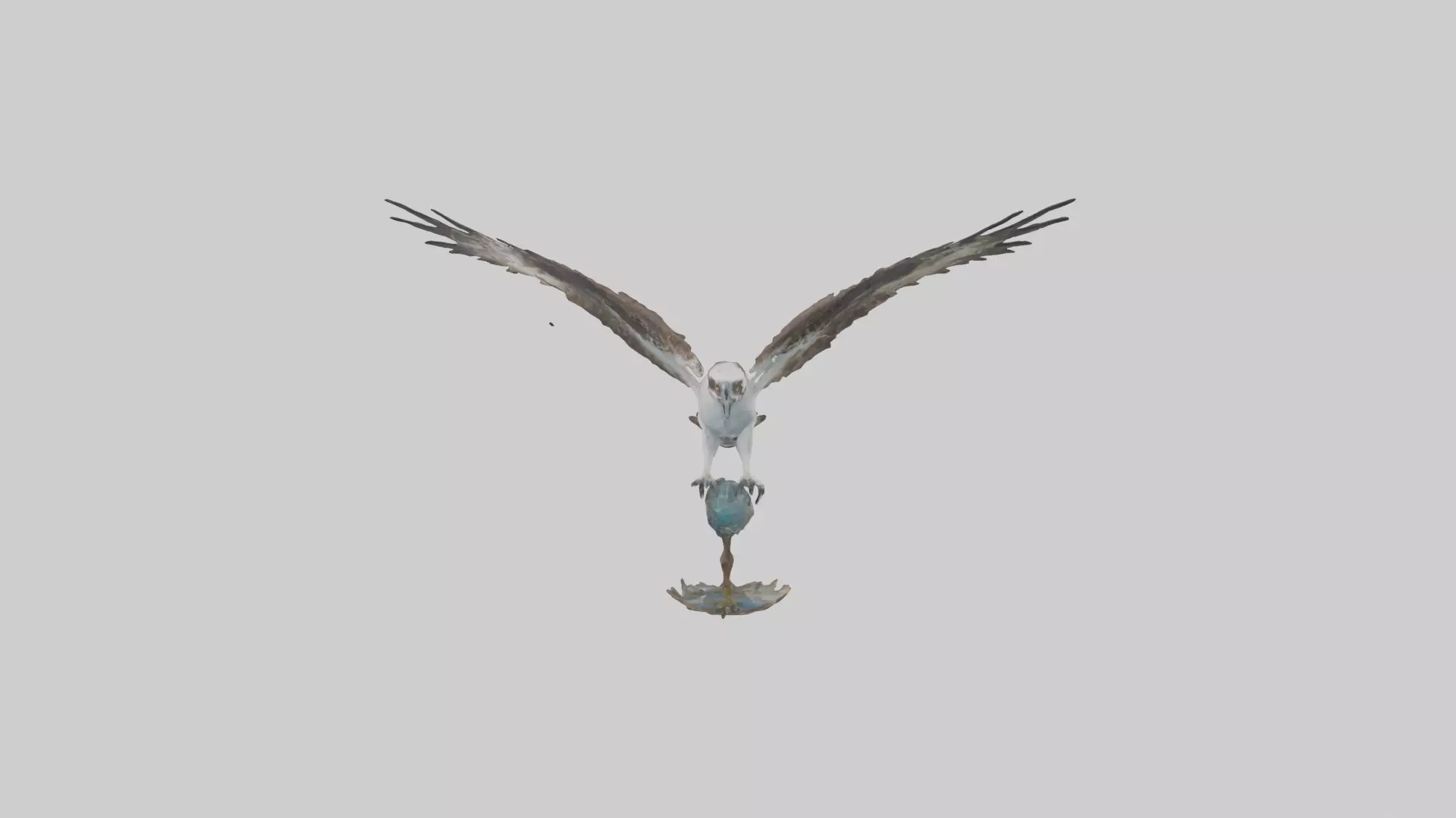 Osprey catching fish model 3D model_0
