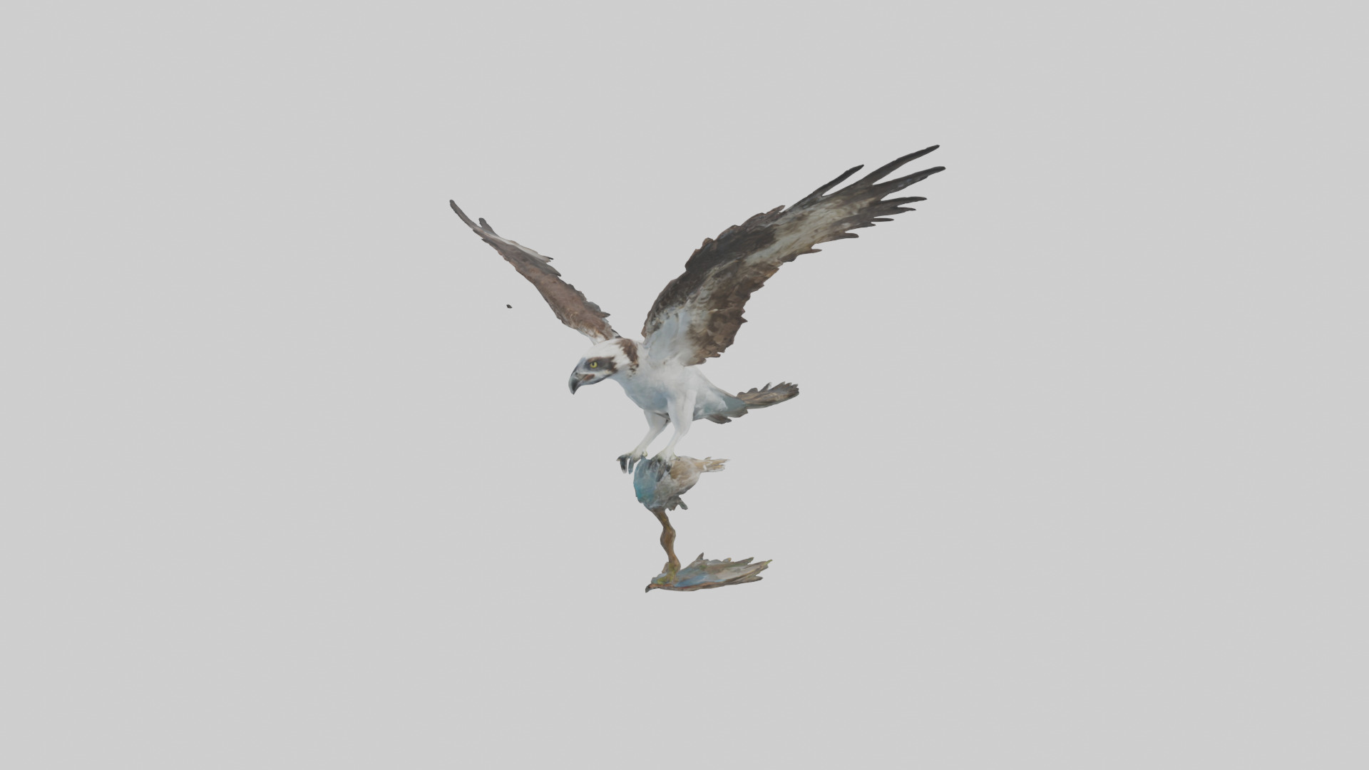 Osprey catching fish model 3D model_2
