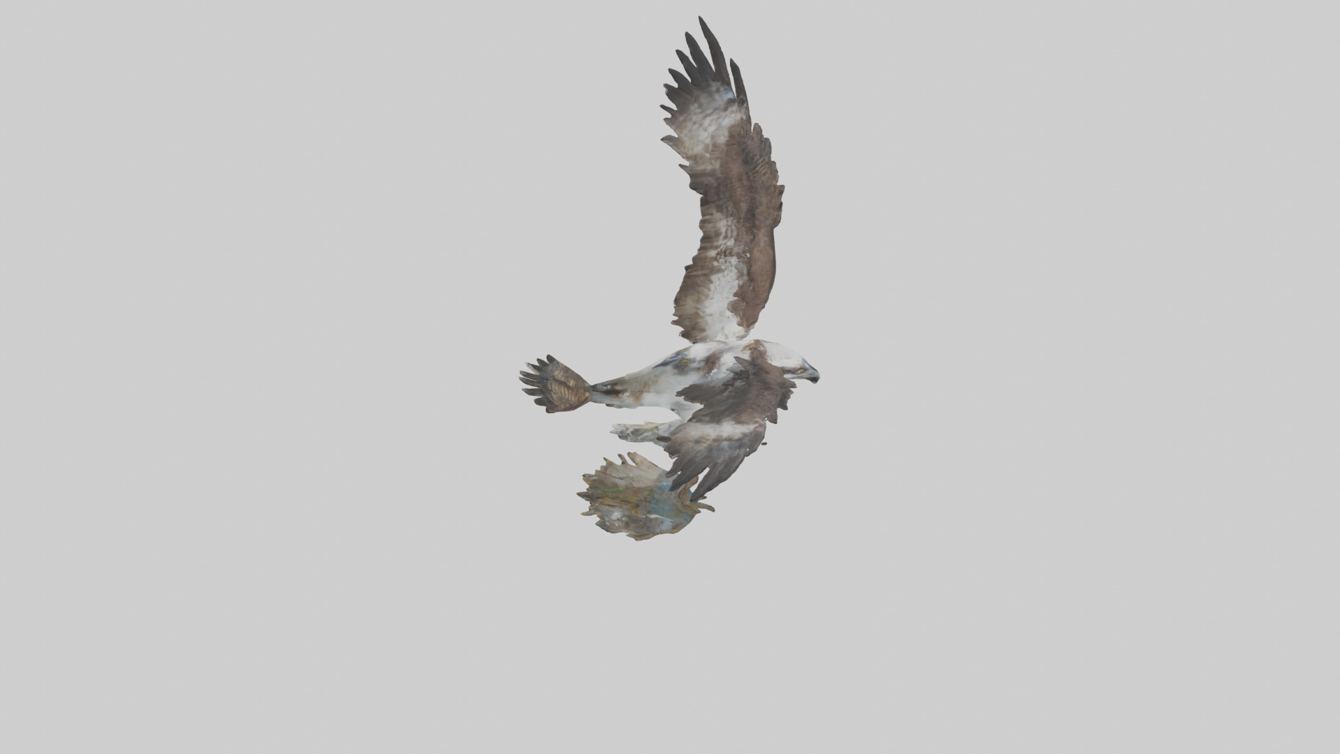 Osprey catching fish model 3D model_17
