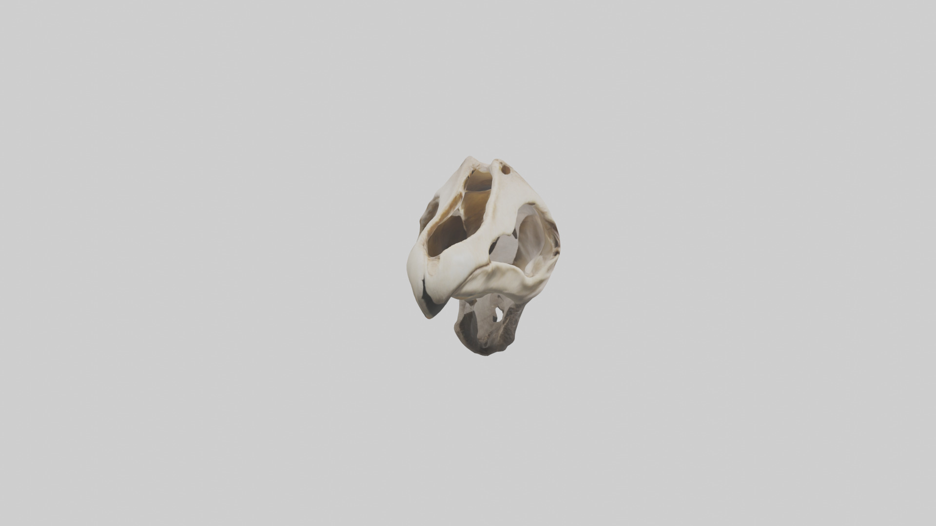 Ostrich Jawbone 3D model_11
