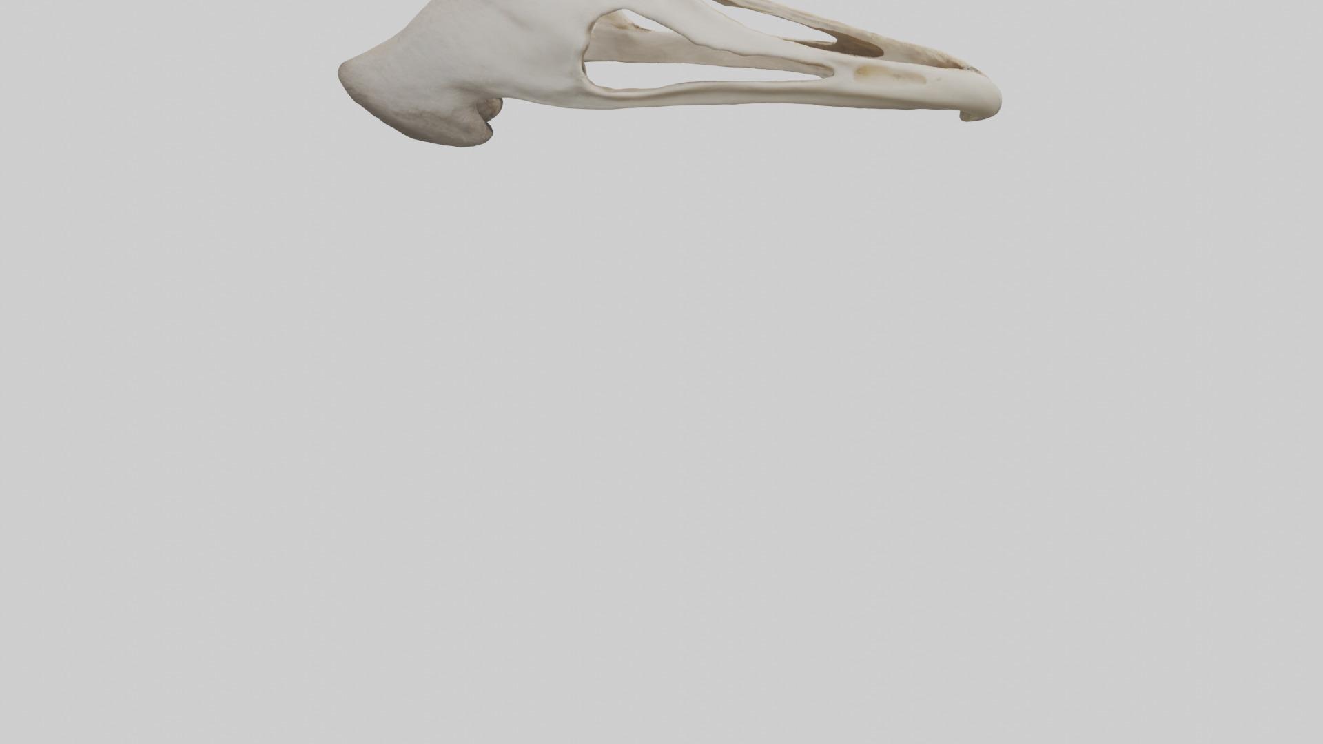 Ostrich Jawbone 3D model_4