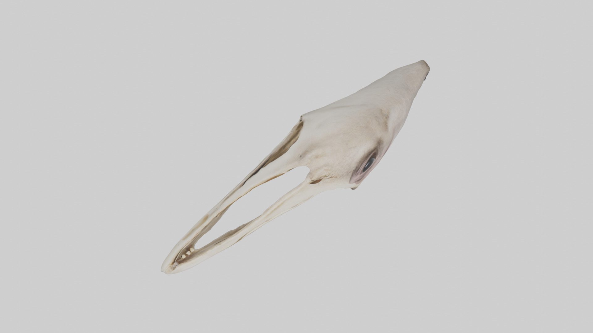 Ostrich Jawbone 3D model_14