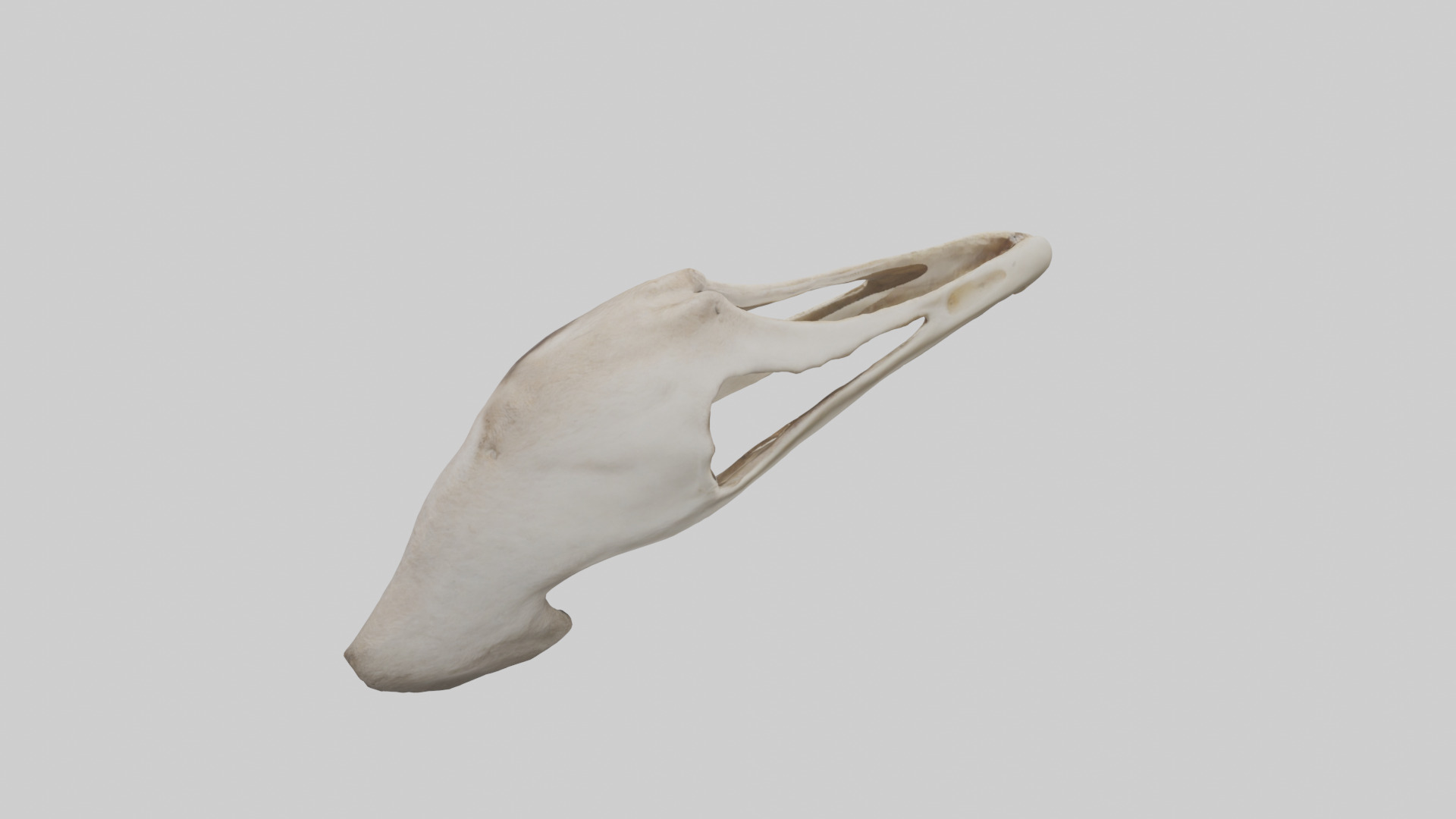 Ostrich Jawbone 3D model_15