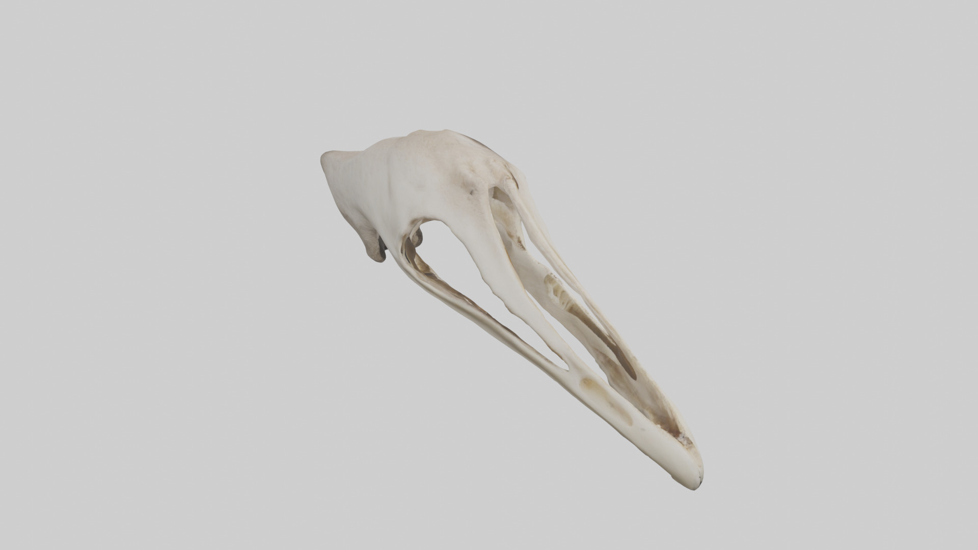 Ostrich Jawbone 3D model_18