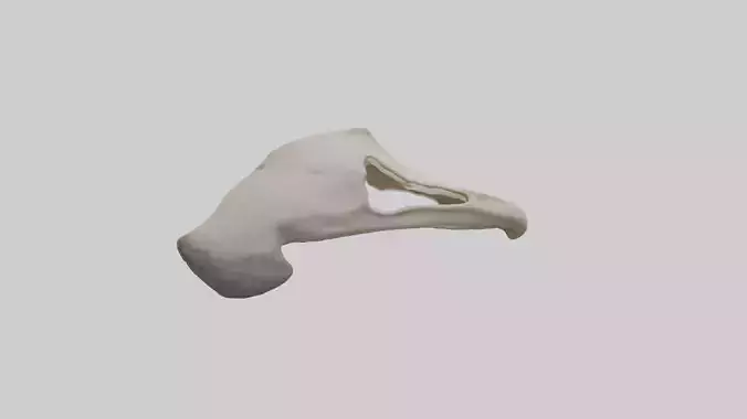 Ostrich Jawbone