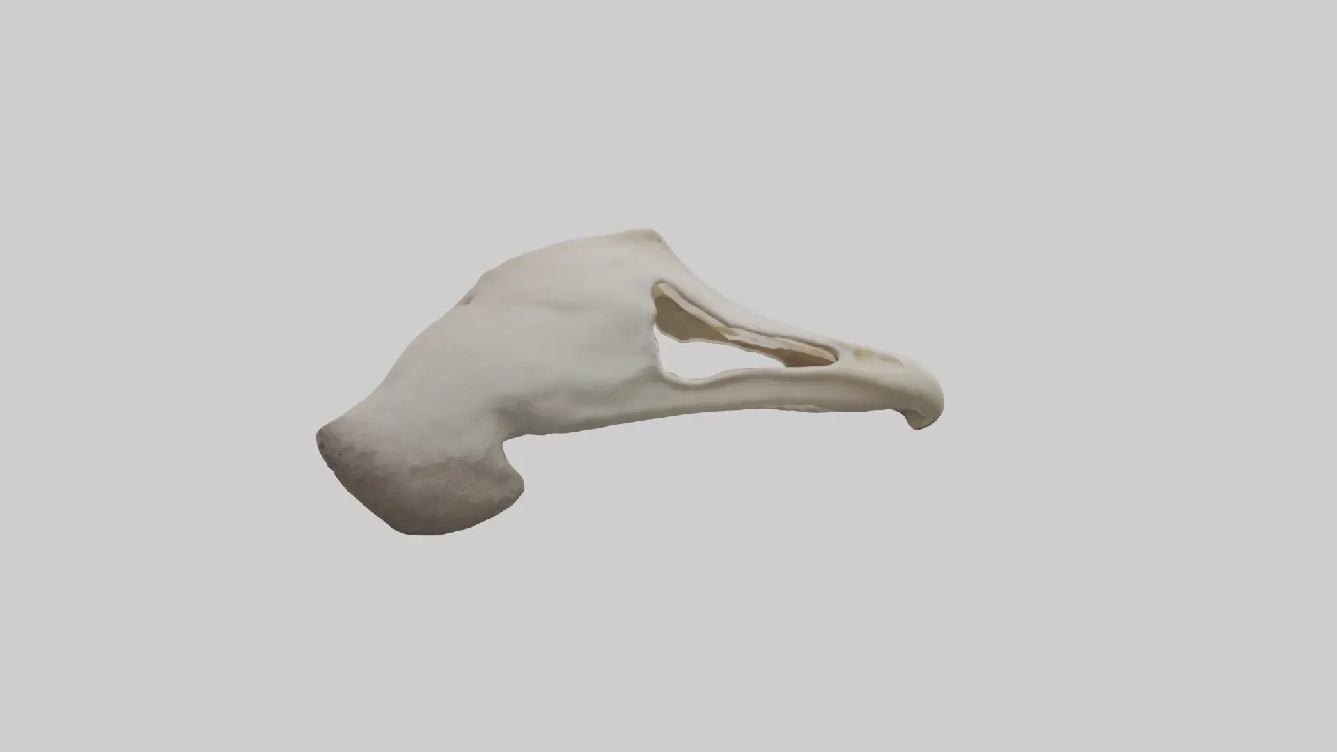 Ostrich Jawbone 3D model_0